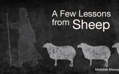 A Few Lessons from Sheep